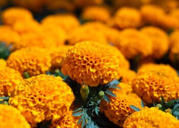 China es el principal productor de cempasúchil