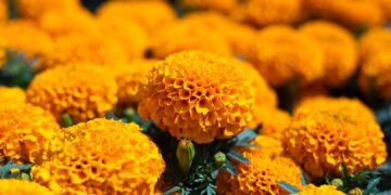 China es el principal productor de cempasúchil