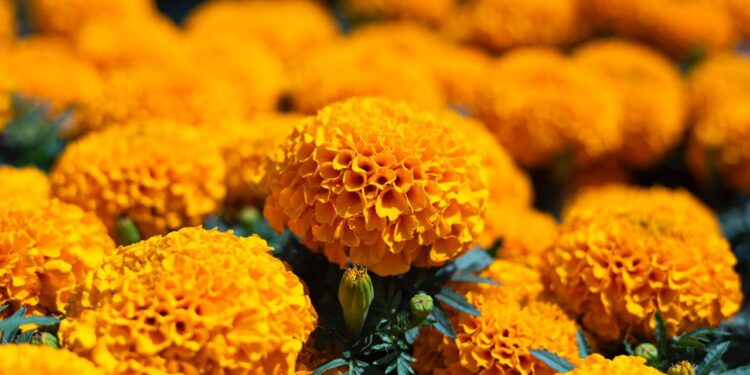 China es el principal productor de cempasúchil