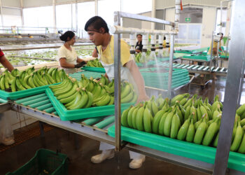 Destaca la Sader autosuficiencia de México en producción de plátano