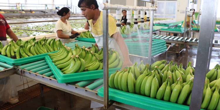 Destaca la Sader autosuficiencia de México en producción de plátano