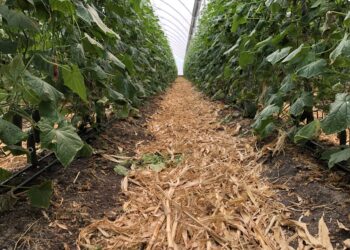 La salud y biodiversidad del suelo en la agricultura orgánica