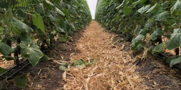 La salud y biodiversidad del suelo en la agricultura orgánica