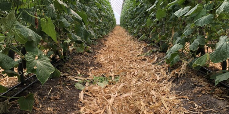 La salud y biodiversidad del suelo en la agricultura orgánica