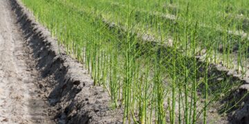 Lamentan productores falta de apoyo a la producción agrícola comercial