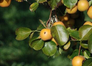Las moscas de la fruta tienen un corazón en la cabeza