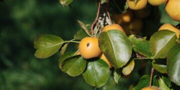 Las moscas de la fruta tienen un corazón en la cabeza