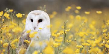 Lechuzas y búhos sustituyen a los agroquímicos en viñedos de California