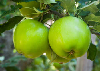 México celebra la 3ª Semana internacional de las manzanas de Washington
