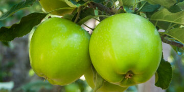 México celebra la 3ª Semana internacional de las manzanas de Washington