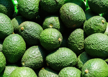 Municipios de cuatro estados refrendan declaratoria de zonas libres de plagas del aguacatero