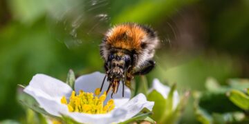 Reúne Atlas Nacional de las Abejas vasta información sobre la apicultura en México