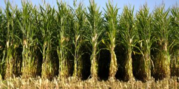 Sin agroquímicos ni maquinaria un agricultor sudafricano revoluciona sus métodos