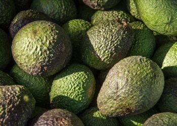 Aguacate de Jalisco podrá ser exportado a EEUU