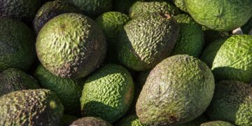 Aguacate de Jalisco podrá ser exportado a EEUU