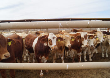 Anuncia la Sader refuerzo de control sanitario en reses