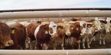 Anuncia la Sader refuerzo de control sanitario en reses