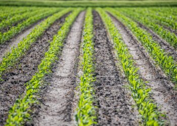 Argentina reducirá los aranceles de productos orgánicos