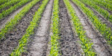 Argentina reducirá los aranceles de productos orgánicos