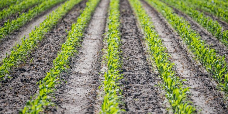 Argentina reducirá los aranceles de productos orgánicos