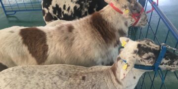 Certifica la Sader primera raza pura de ovino mexicano Pelifolk