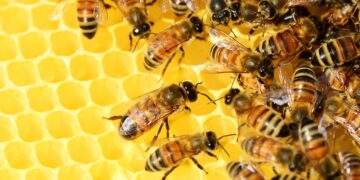 Científicos ubican en Asia el origen de la abeja melífera occidental