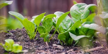 Colima busca transitar hacia la agricultura orgánica