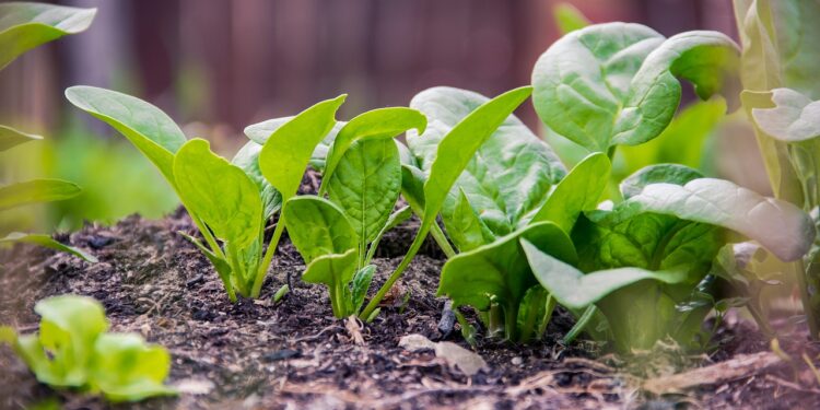 Colima busca transitar hacia la agricultura orgánica