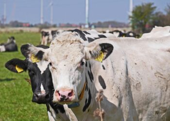 Europa destaca los beneficios de la fertilización orgánica y la ganadería extensiva