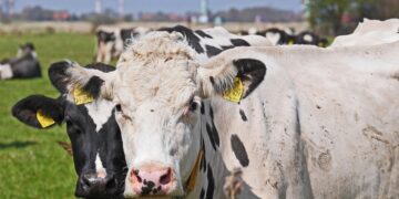 Europa destaca los beneficios de la fertilización orgánica y la ganadería extensiva