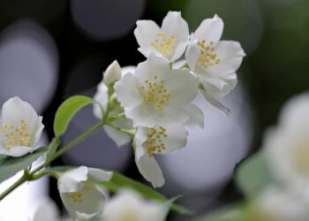 Flores comestibles, un negocio con futuro impulsado por la restauración