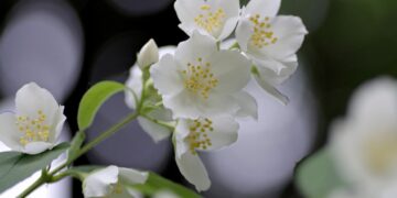 Flores comestibles, un negocio con futuro impulsado por la restauración