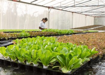 La UJAT desarrolla sistema de traspatio para producir peces y hortalizas