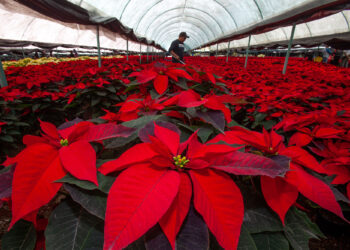 Productores garantizan abasto de flor de Nochebuena para temporada decembrina