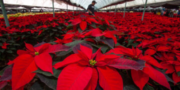 Productores garantizan abasto de flor de Nochebuena para temporada decembrina