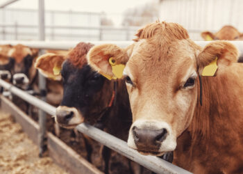 Anuncia la Unión Europea normas para limitar el uso de antibióticos en animales