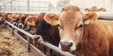 Anuncia la Unión Europea normas para limitar el uso de antibióticos en animales