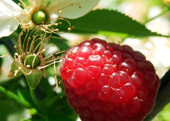 Aumenta la producción orgánica chilena