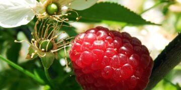 Aumenta la producción orgánica chilena