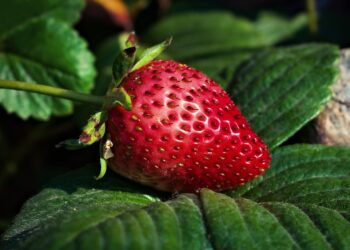 COVID-19 impulsa consumo récord de productos orgánicos en Italia