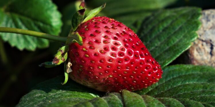 COVID-19 impulsa consumo récord de productos orgánicos en Italia