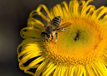 Crean base de datos para predecir la polinización en cultivos de todo el mundo