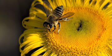 Crean base de datos para predecir la polinización en cultivos de todo el mundo