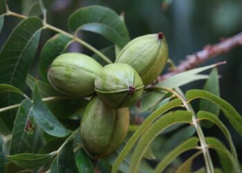 Cubiertas vegetales son clave en cultivo orgánico de nogal