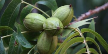 Cubiertas vegetales son clave en cultivo orgánico de nogal