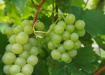 Destinan a Baja California más de 3 mdp para control de plagas y enfermedades de la uva