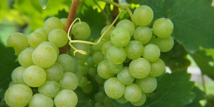 Destinan a Baja California más de 3 mdp para control de plagas y enfermedades de la uva