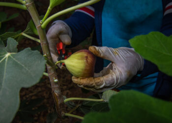 En Sonora, productores y autoridades coordinan acciones contra la mosca de higo negro