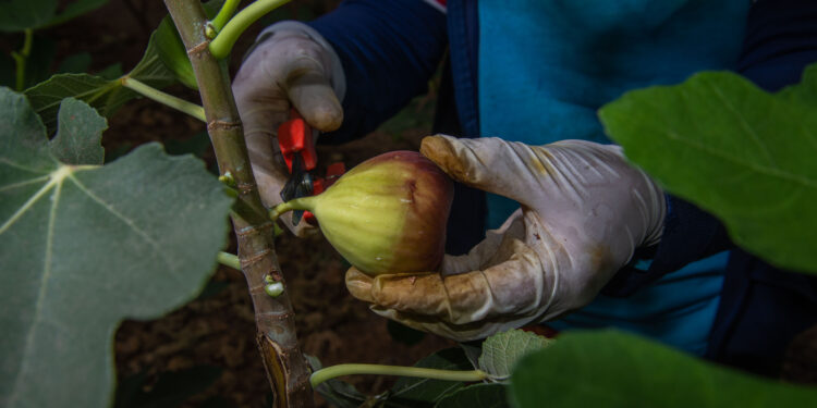 En Sonora, productores y autoridades coordinan acciones contra la mosca de higo negro