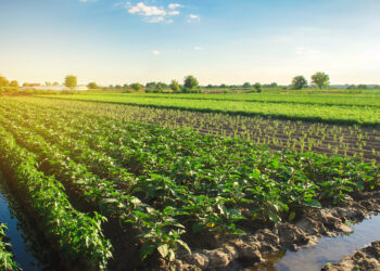 Fracasa proyecto de Sri Lanka por una agricultura “100% orgánica”